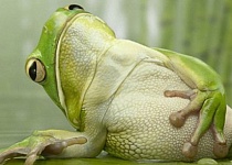 Внимание: газы