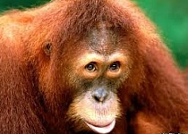 Мужчина произошел не от обезьяны!